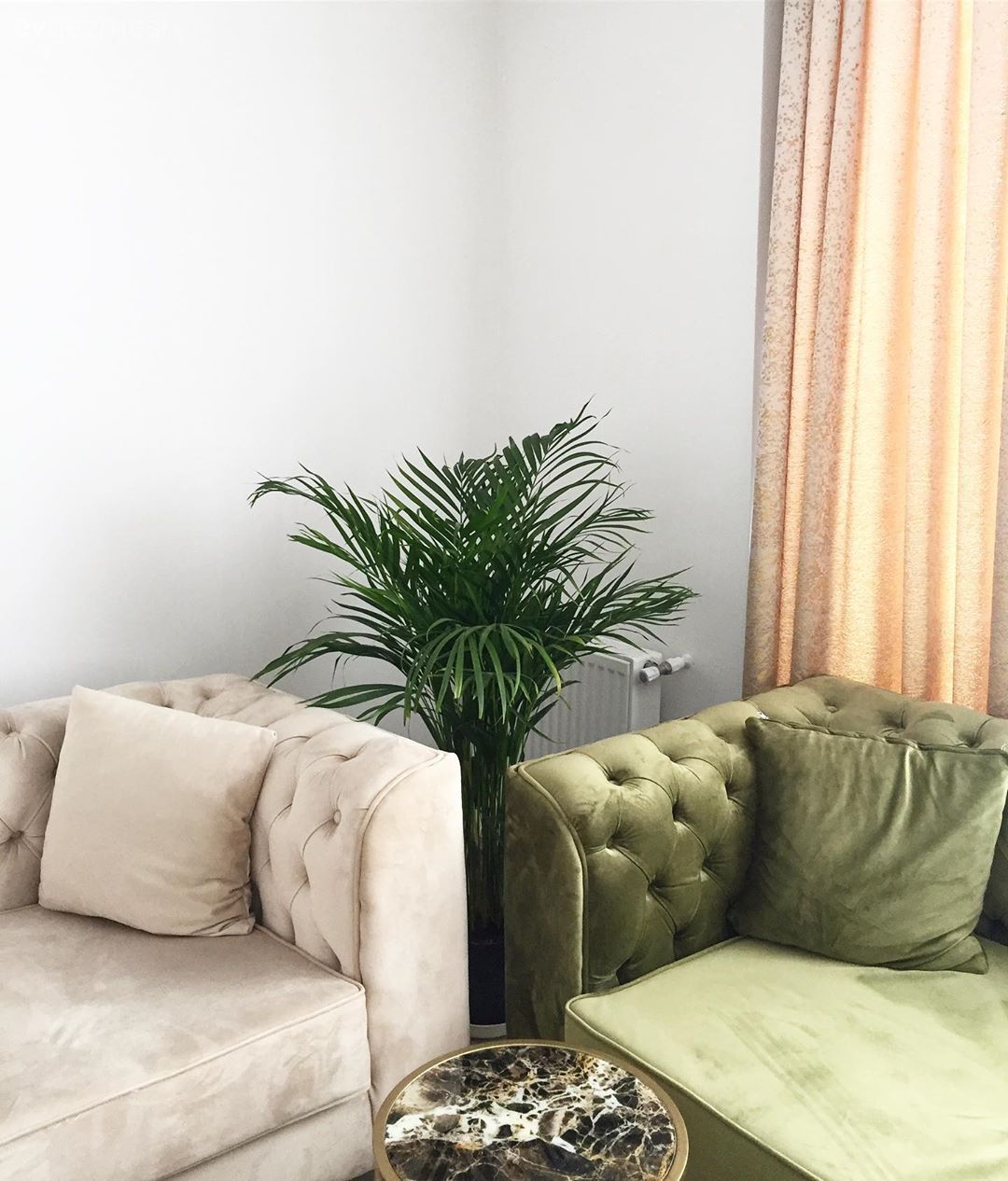 Salon, Yeşil, Bej, Modern klasik, Koltuk takımı, Halı, Salon halısı, Fon perde, Perde, Tül perde, Kırlent, Ev tekstili, Ev bitkisi