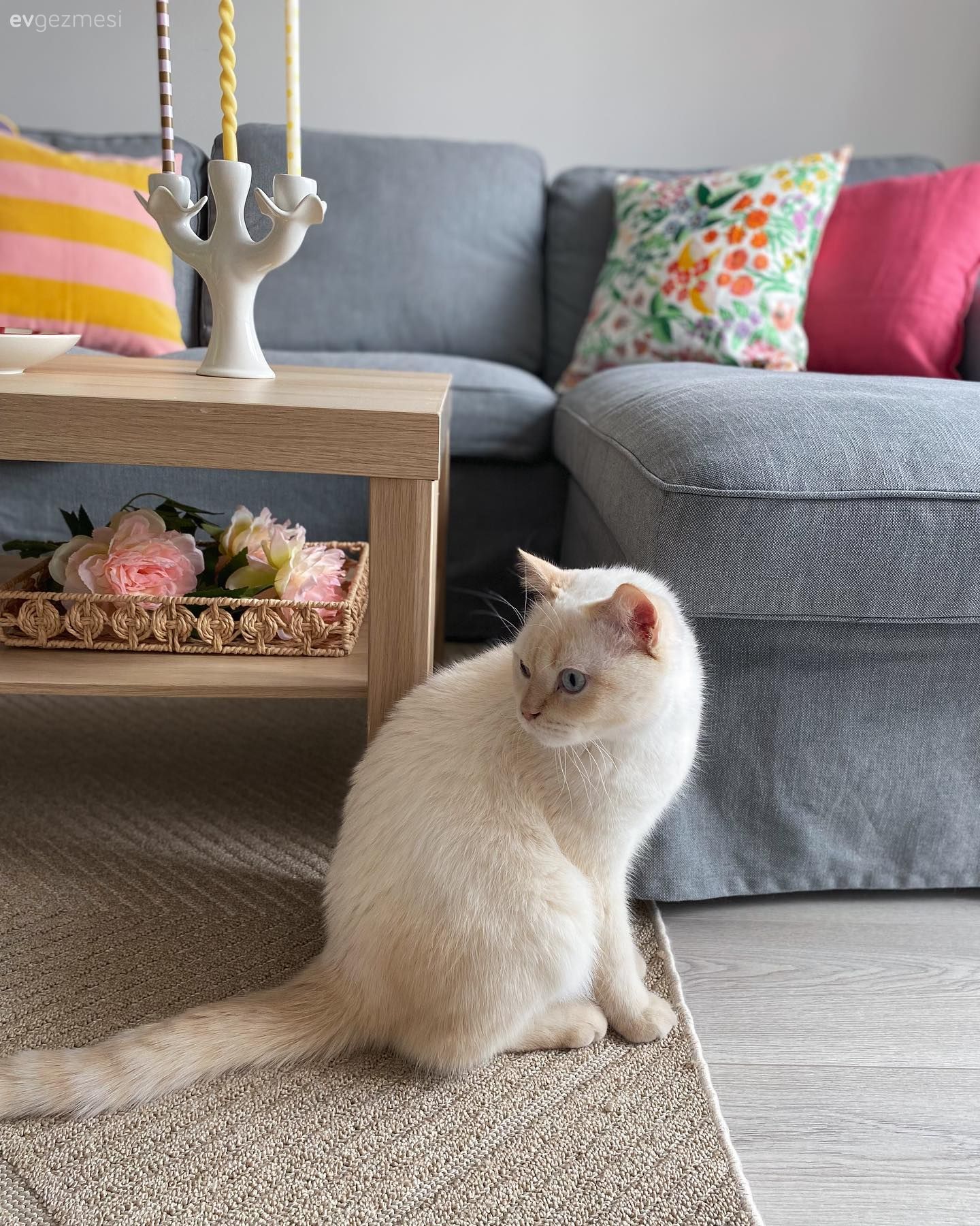 Kırlentlerin Bir Ortamı Nasıl Değiştirdiğini Örnekleyen Bir Dekor!