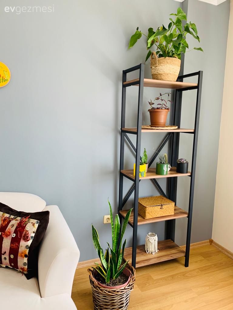 Kitaplık, Saksı, Ev bitkisi, Siyah, Beyaz, Mavi duvar, Koltuk takımı, Parke