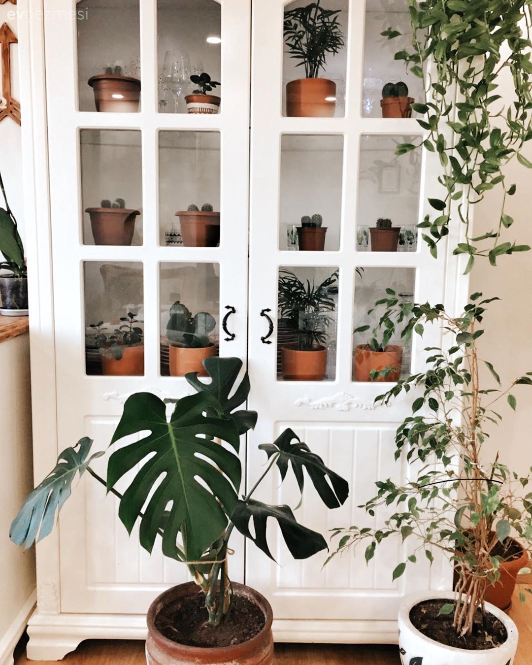 Beyaz, Vitrin, Ev bitkisi, Bohem Dekorasyon