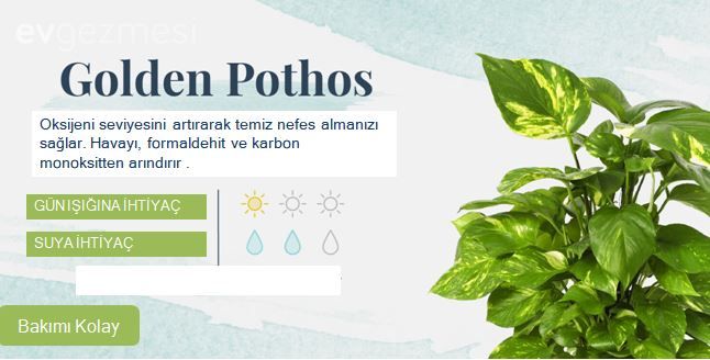 Yatak Odasına Uygun Uyku ve Temiz Hava Dostu  18 Bitki