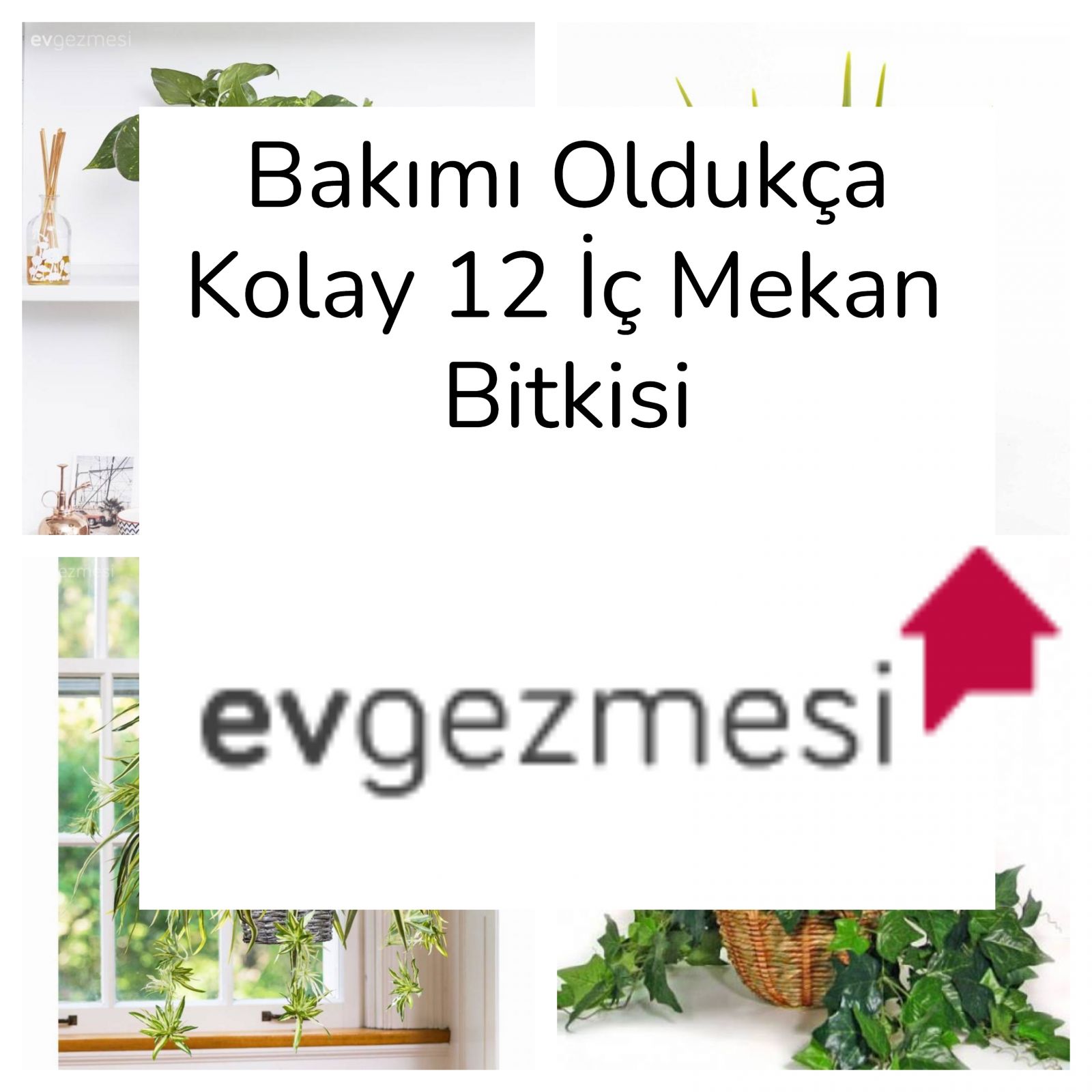 Bakımı Oldukça Kolay 12 İç Mekan Bitkisi