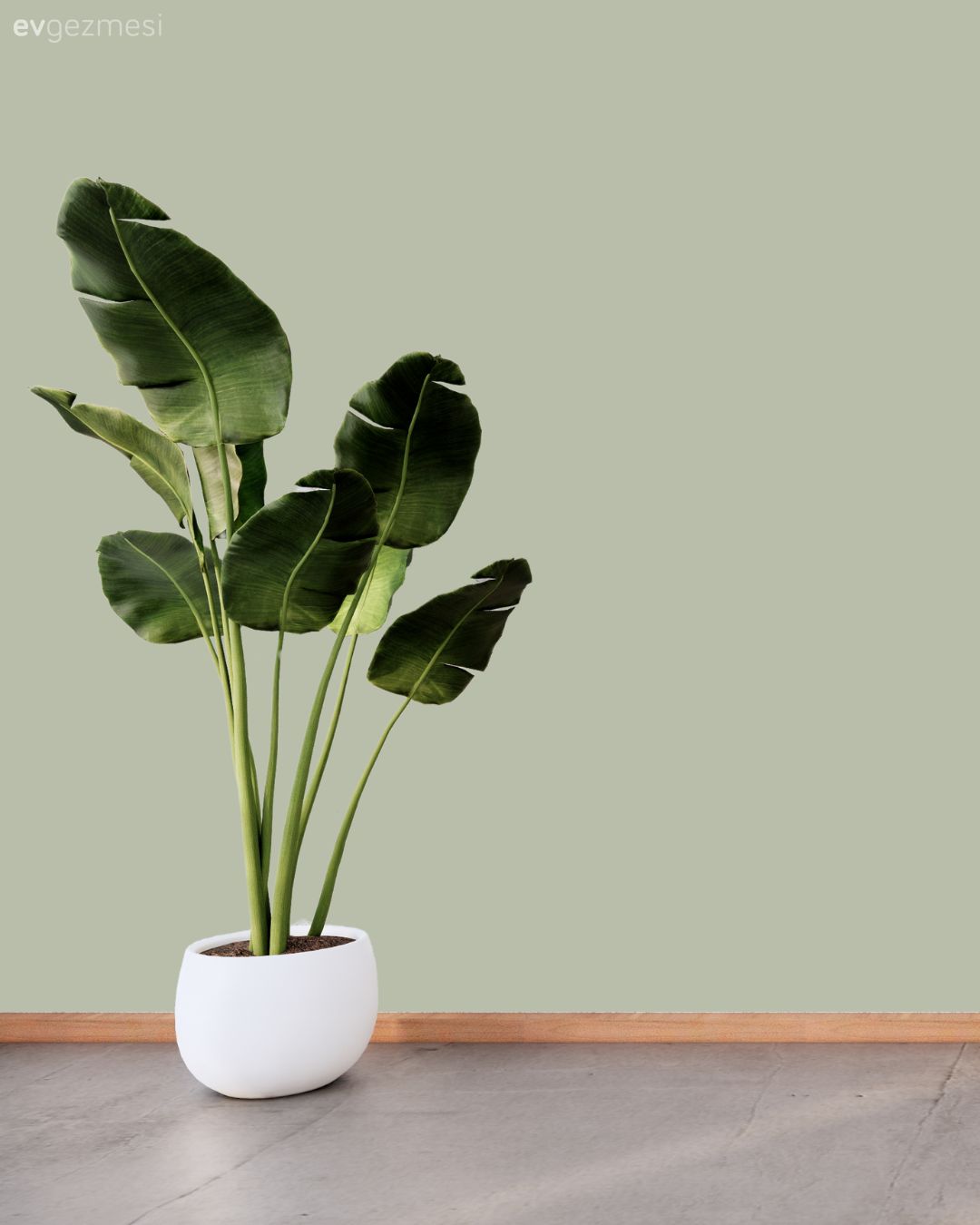 En Çok Sevilen Duvar Boyası Renkleri: Farklı Markalardan Renk Kodları