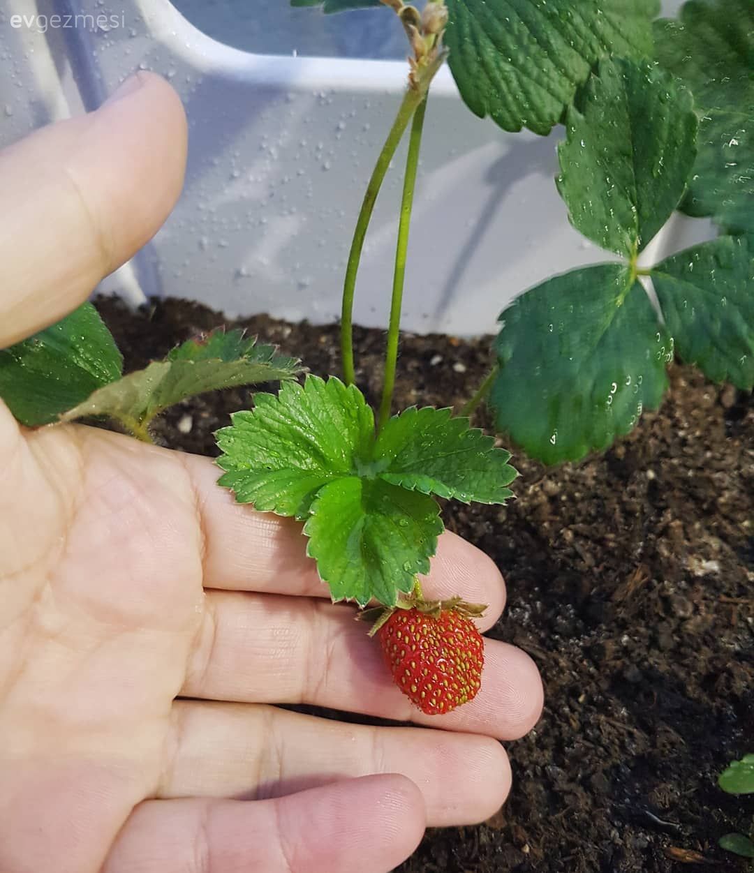 Teras, Çiçeklik, Beyaz