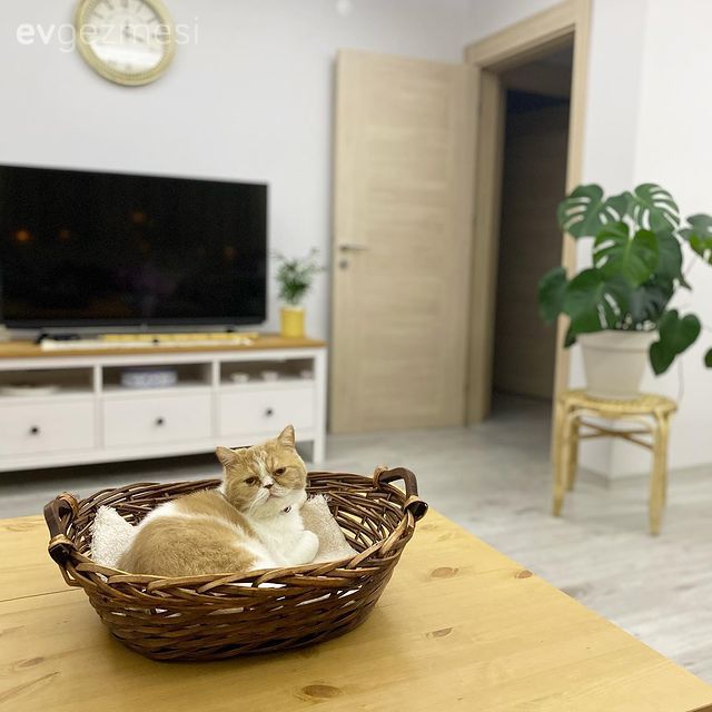 Tv ünitesi, Beyaz, Ahşap Mobilya, Saksı, Ev bitkisi, Orta sehpa, Sehpa