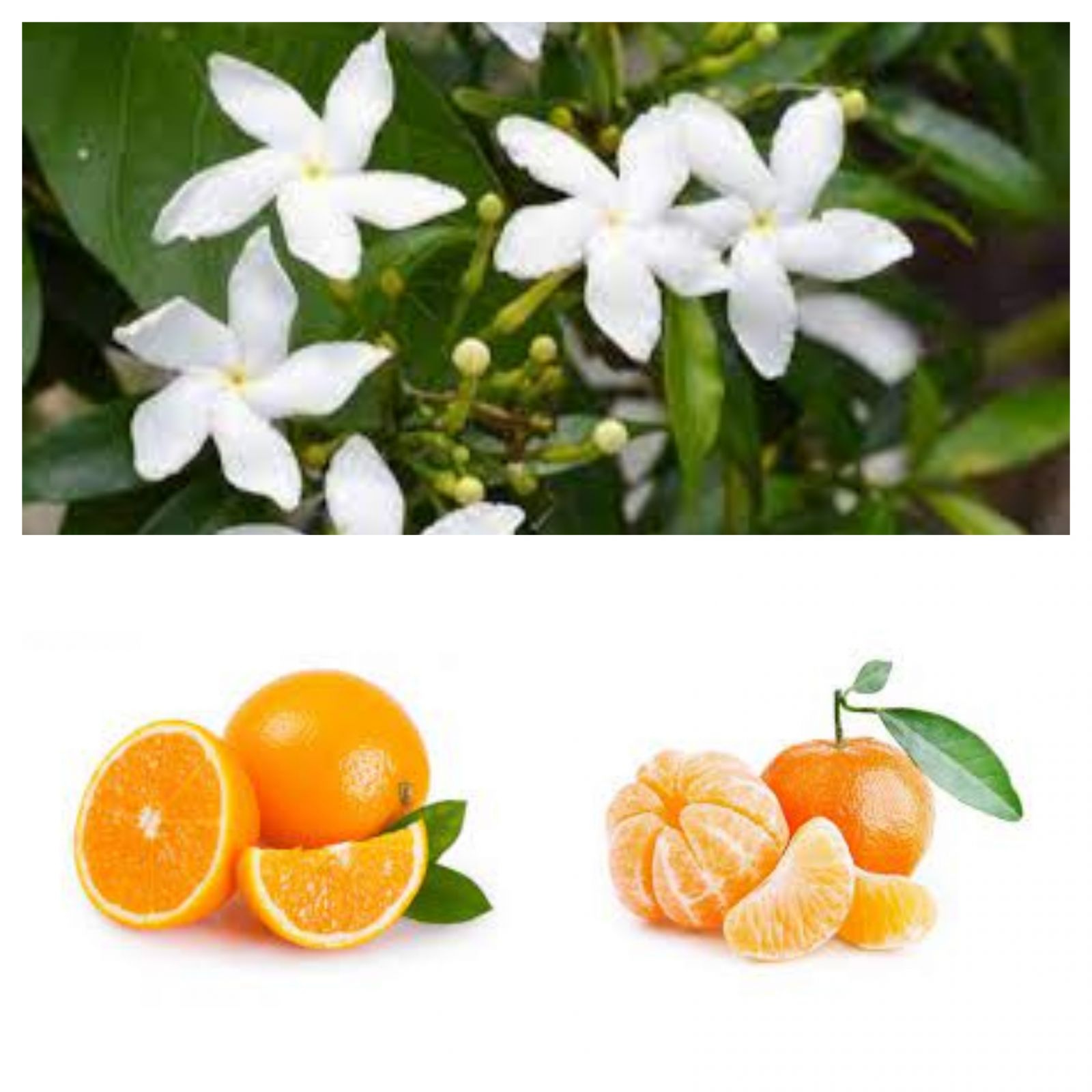 Evdeki Kötü Kokulara En İyi Çözüm: Ev Yapımı Oda Kokuları