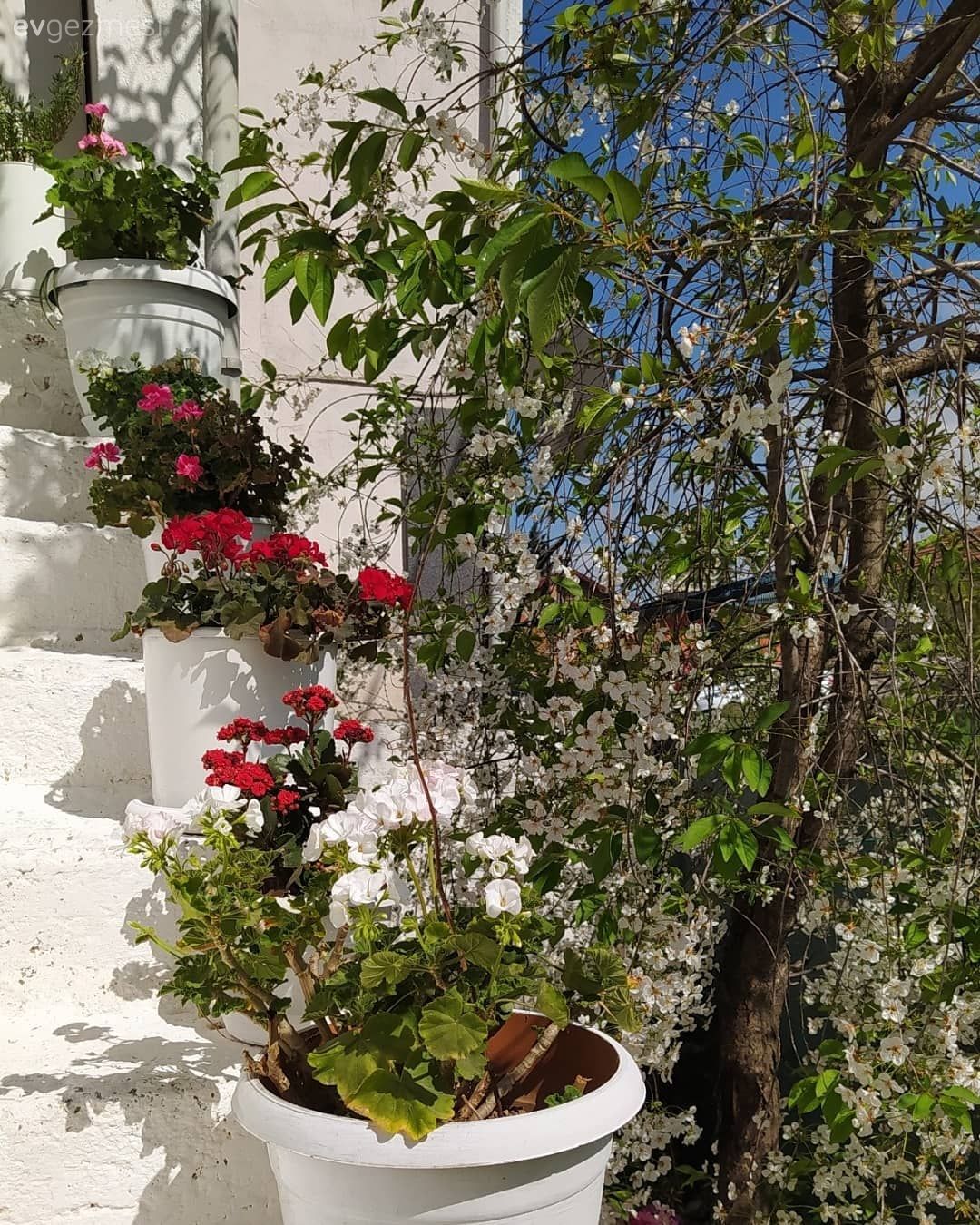 Bahçe, Beyaz, Çiçekler, Peyzaj, Pembe