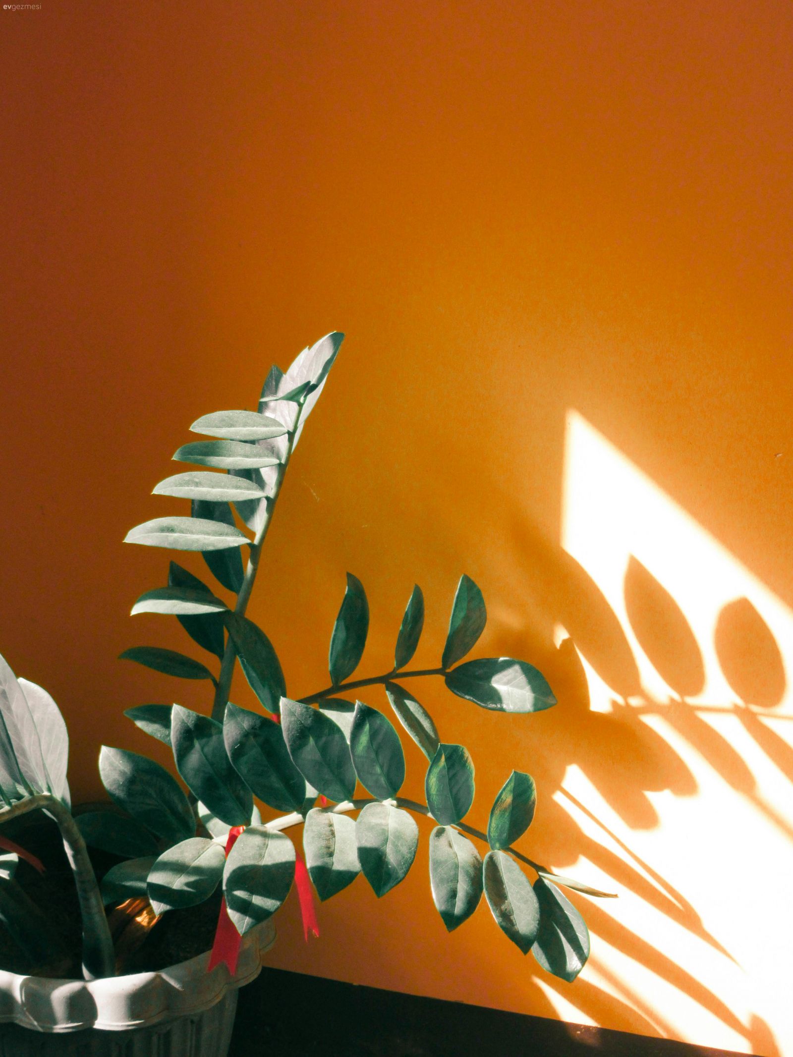 Yaz Sıcaklarına Dayanıklı Ev Bitkileri ve Bakımı