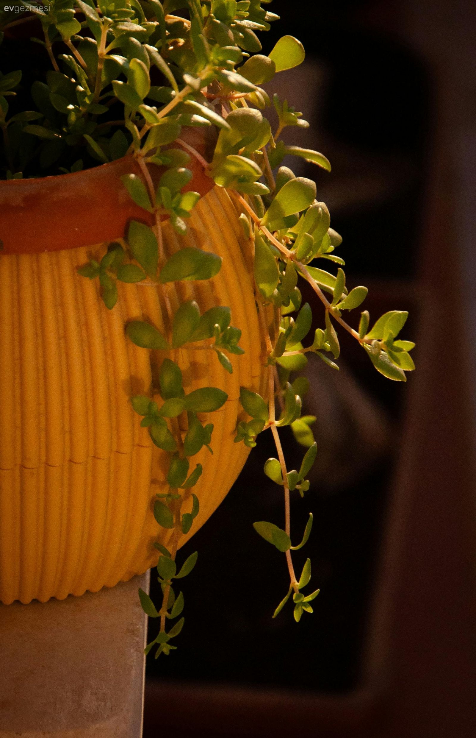 Saksıda Kolayca Yetişen ve Güneşi Az Seven 8 Bitki