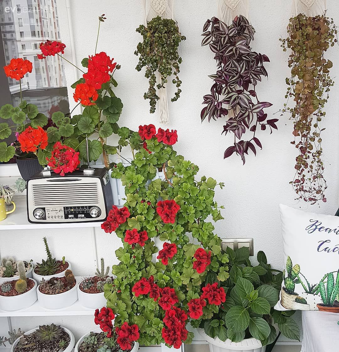 Balkon, Beyaz, Kırmızı, Balkon çiçekleri, Radyo, Balkon duvar dekorasyonu