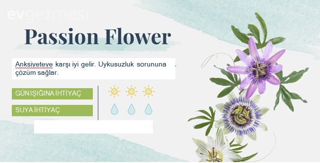 Yatak Odasına Uygun Uyku ve Temiz Hava Dostu  18 Bitki