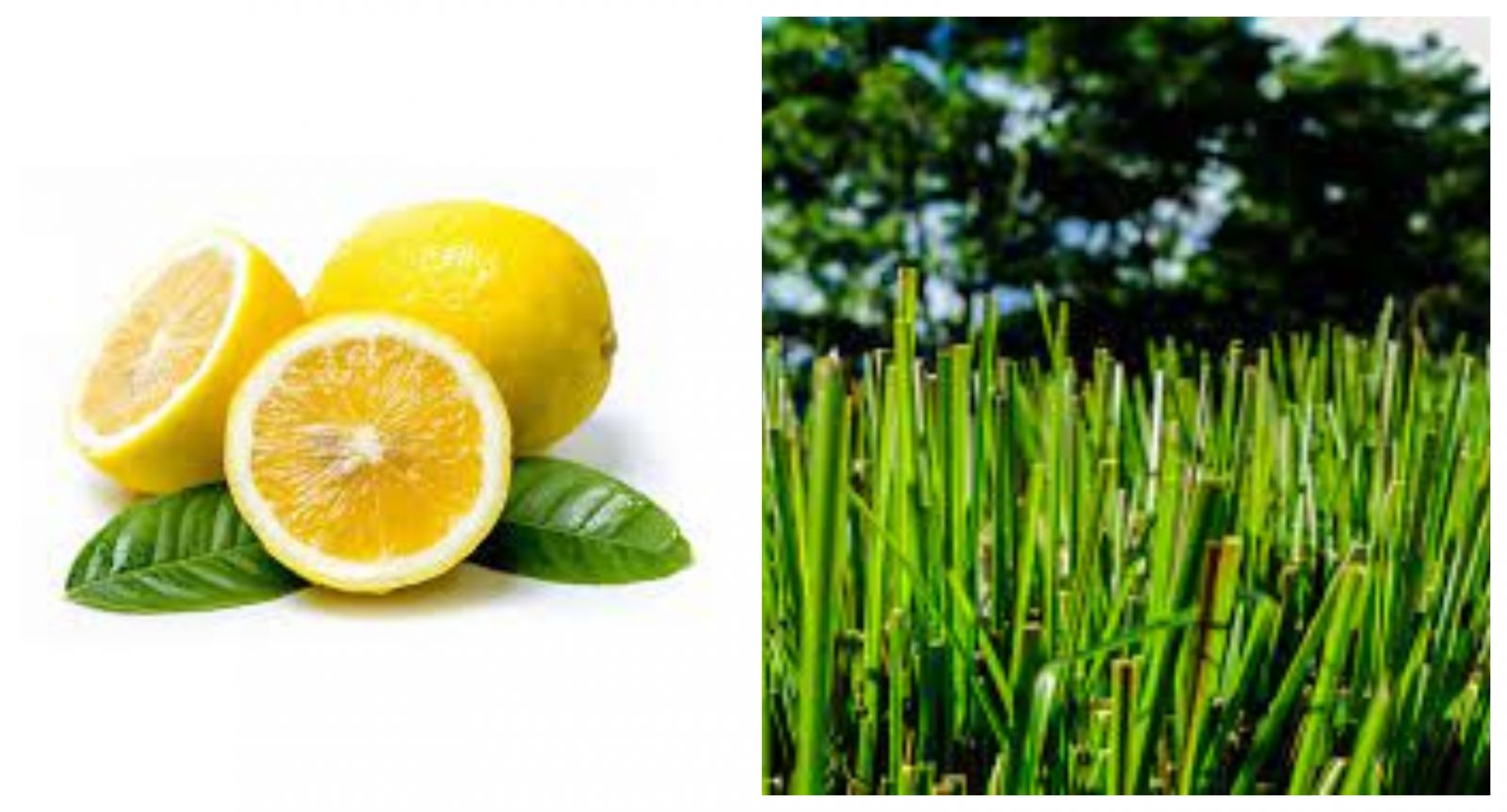 Evdeki Kötü Kokulara En İyi Çözüm: Ev Yapımı Oda Kokuları