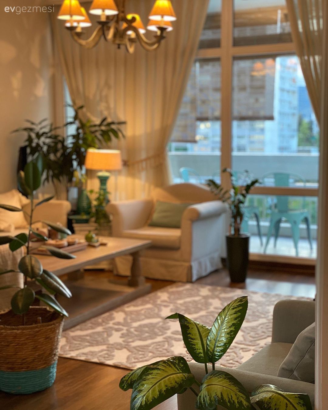 Salon, Bej, Krem, Beyaz, Koltuk takımı, Berjer, Kırlent, Ev tekstili, Turkuaz, Lambader, Aydınlatma, Ev bitkisi, Masif ahşap, Halı, Salon halısı, Parke