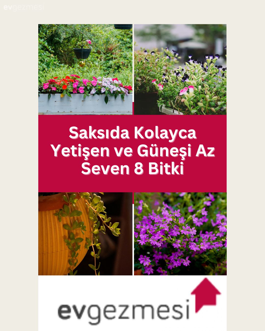 Saksıda Kolayca Yetişen ve Güneşi Az Seven 8 Bitki