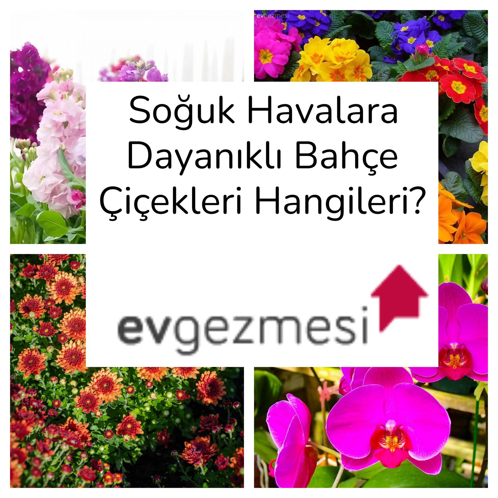 Soğuk Havalara Dayanıklı Bahçe Çiçekleri Hangileri?