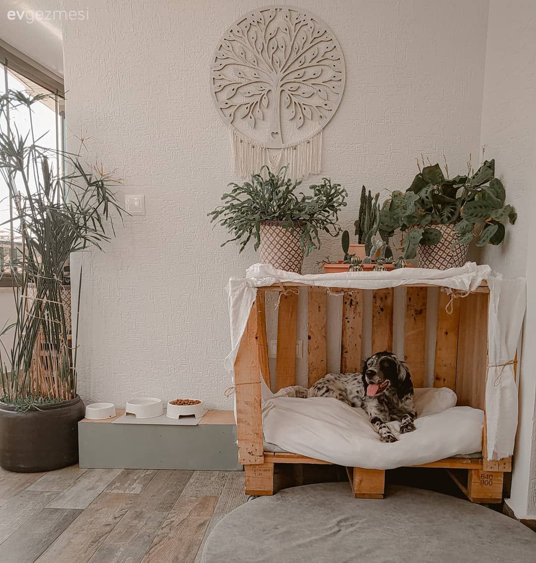 Balkon duvar dekorasyonu, Ev bitkisi, Saksı