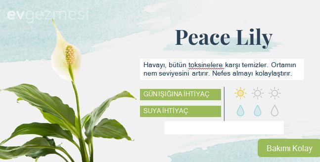 Yatak Odasına Uygun Uyku ve Temiz Hava Dostu  18 Bitki