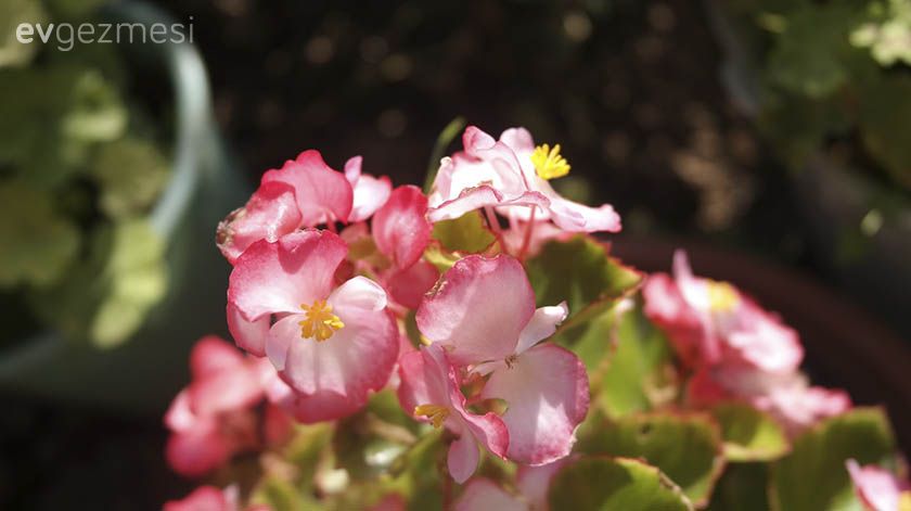 Balkonlara Güzellik Katacak Bakımı Kolay ve Güzel Kokulu Bitkiler