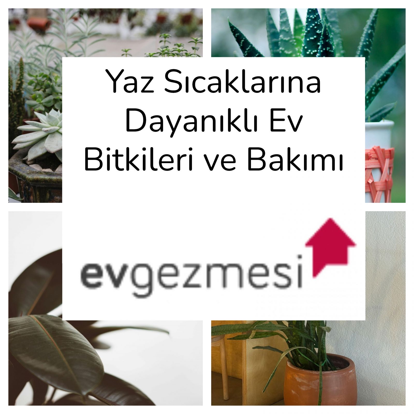 Yaz Sıcaklarına Dayanıklı Ev Bitkileri ve Bakımı