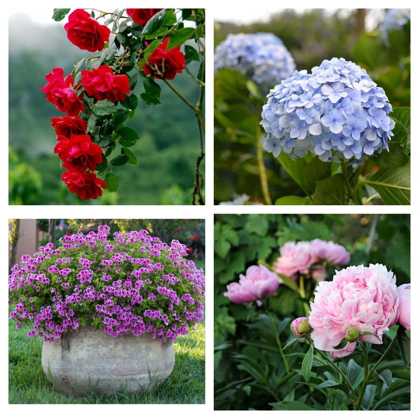 Bahçe Peyzajında En Çok Kullanılan Süs Bitkileri Neler?