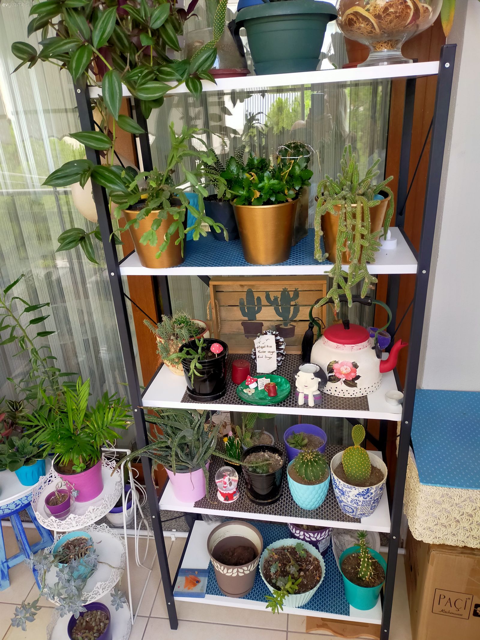 Çiçeklik, Ev bitkisi