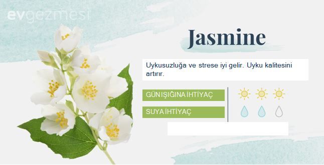 Yatak Odasına Uygun Uyku ve Temiz Hava Dostu  18 Bitki