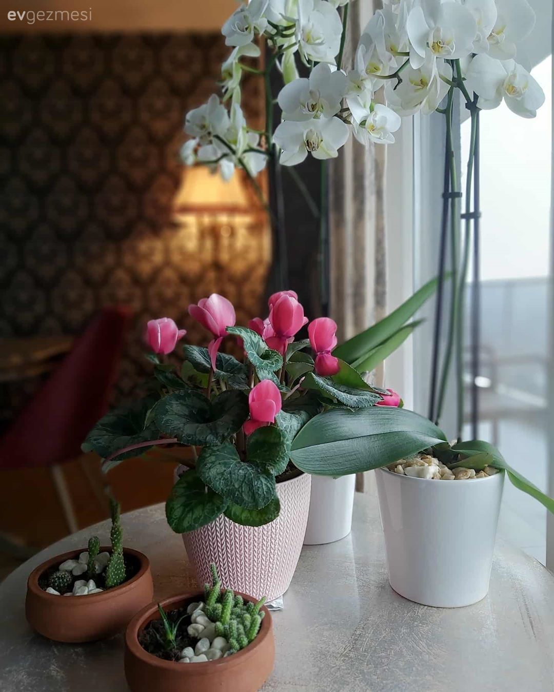 Sehpa, Çiçekler, Orkide, Saksı