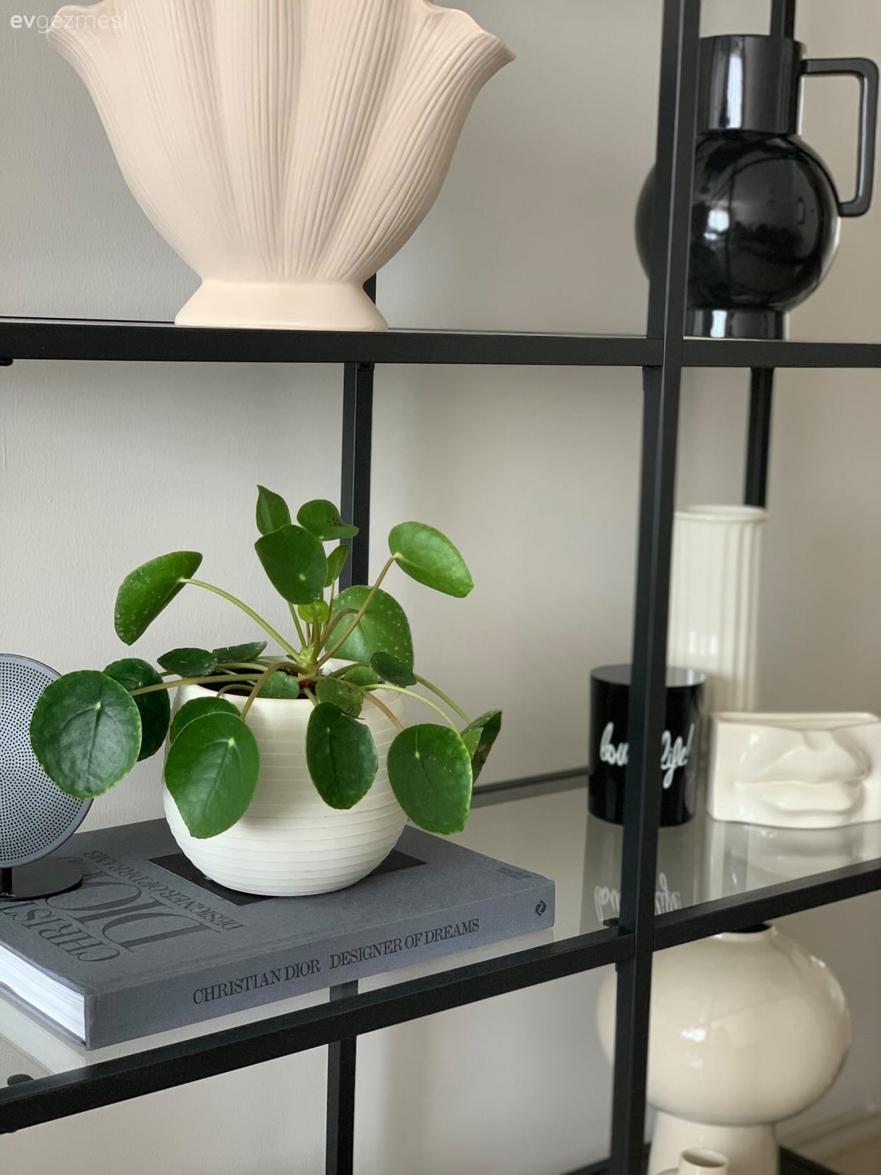 Dekoratif Objeler, Vitrin, Ev bitkisi, Siyah, Beyaz