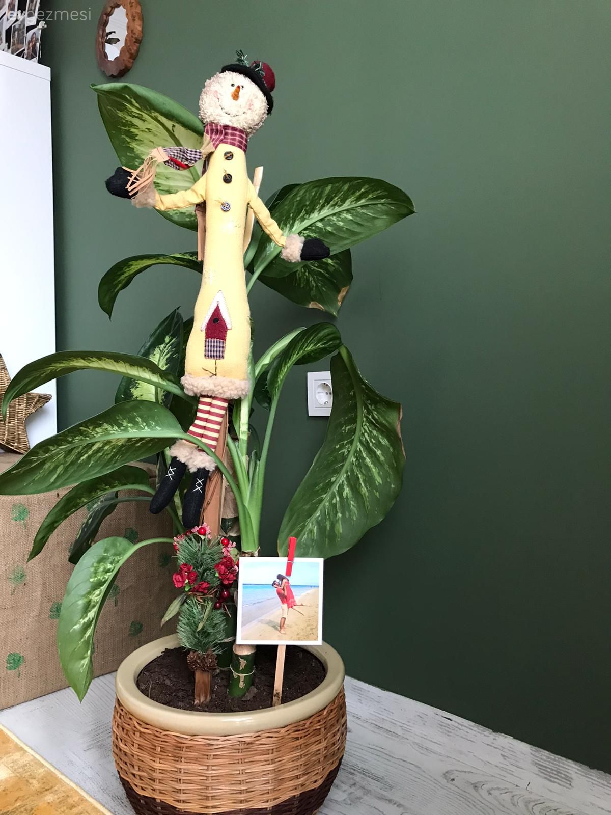 Hasır sepet, Ev bitkisi, Yeşil duvar