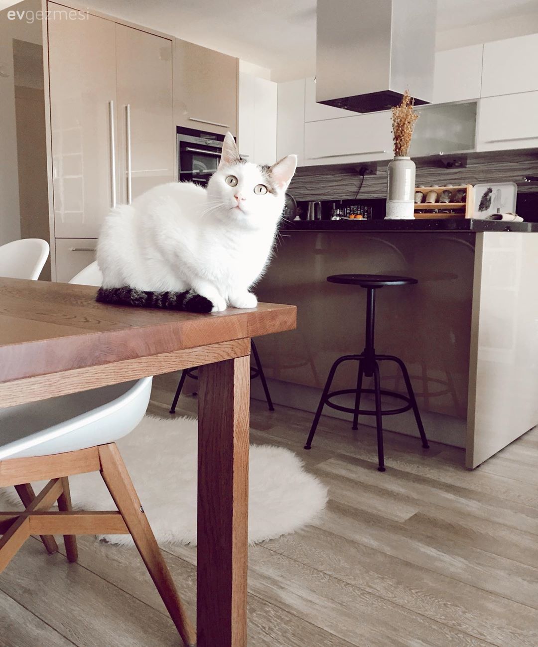 Mutfak, Modern mutfak, Amerikan Mutfak, Ada mutfak, Beyaz, Siyah, Capuccino mutfak, Mutfak tezgahı, Mutfak tezgah arası, Ankastre, Peluş, Tabure, Davlumbaz, Mutfak masası, Sandalye, Parke