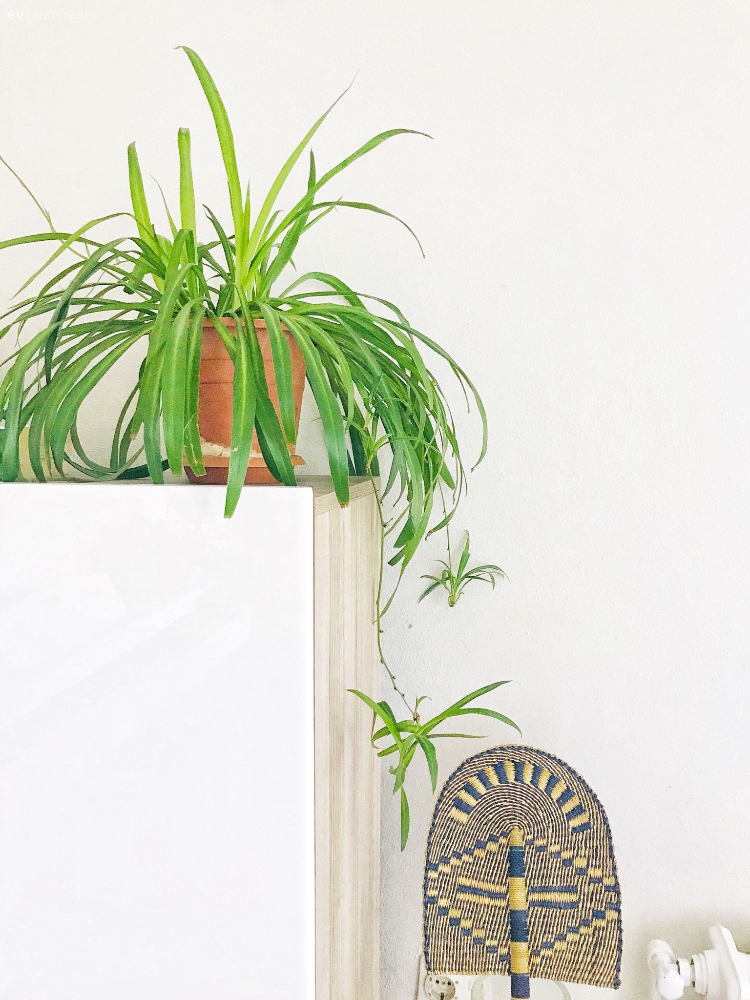 Ev bitkisi, Dolap, Makrome