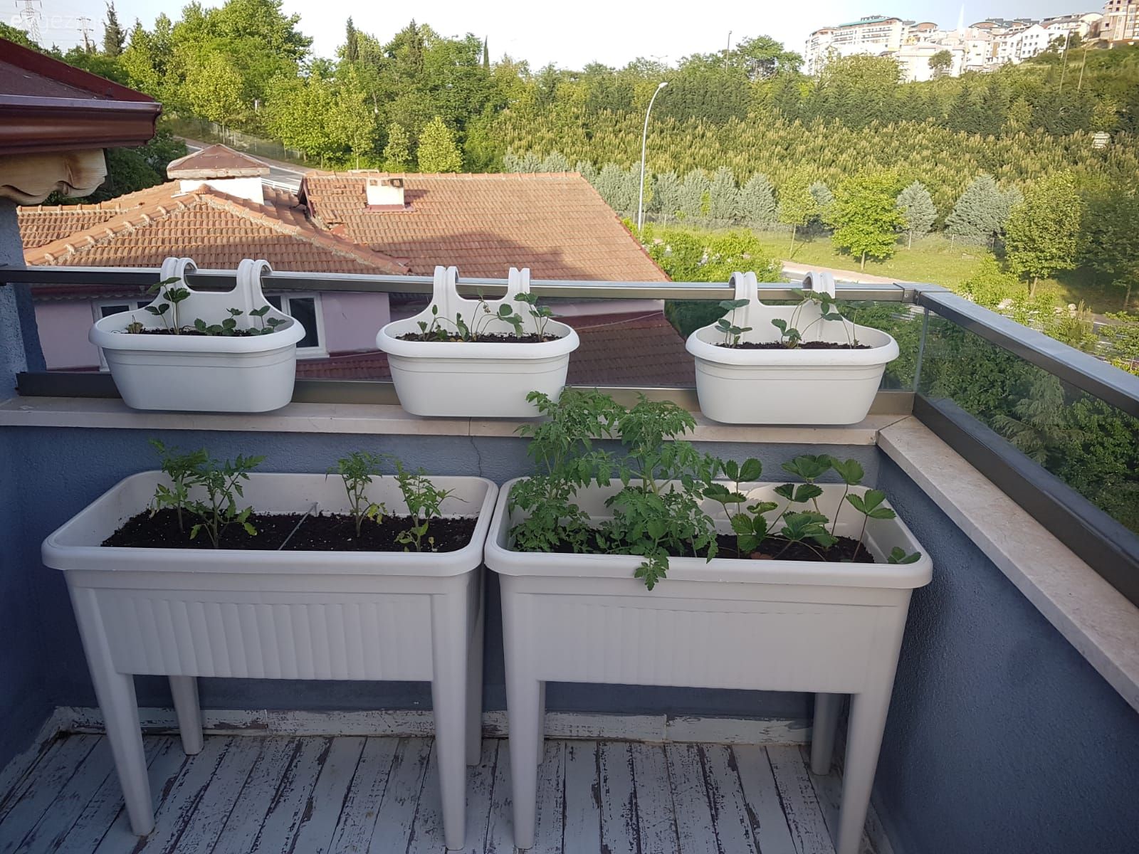 Teras, Çiçeklik, Beyaz