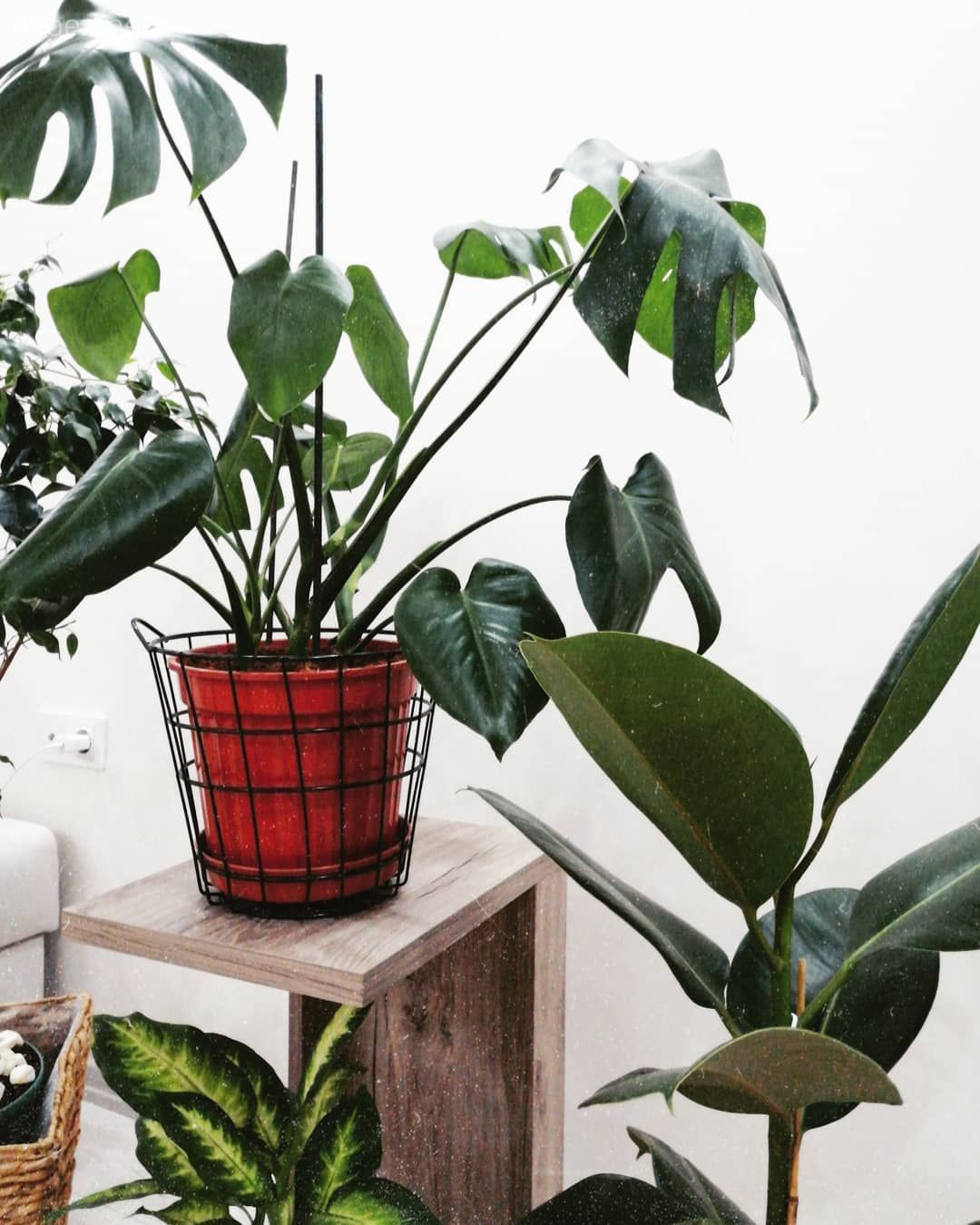 Ev bitkisi, Saksı, Sehpa