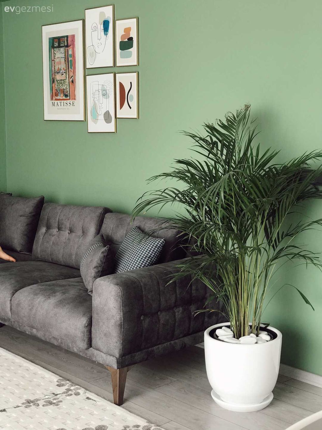 Yeşil duvar, Gri, Koltuk takımı, Saksı, Ev bitkisi