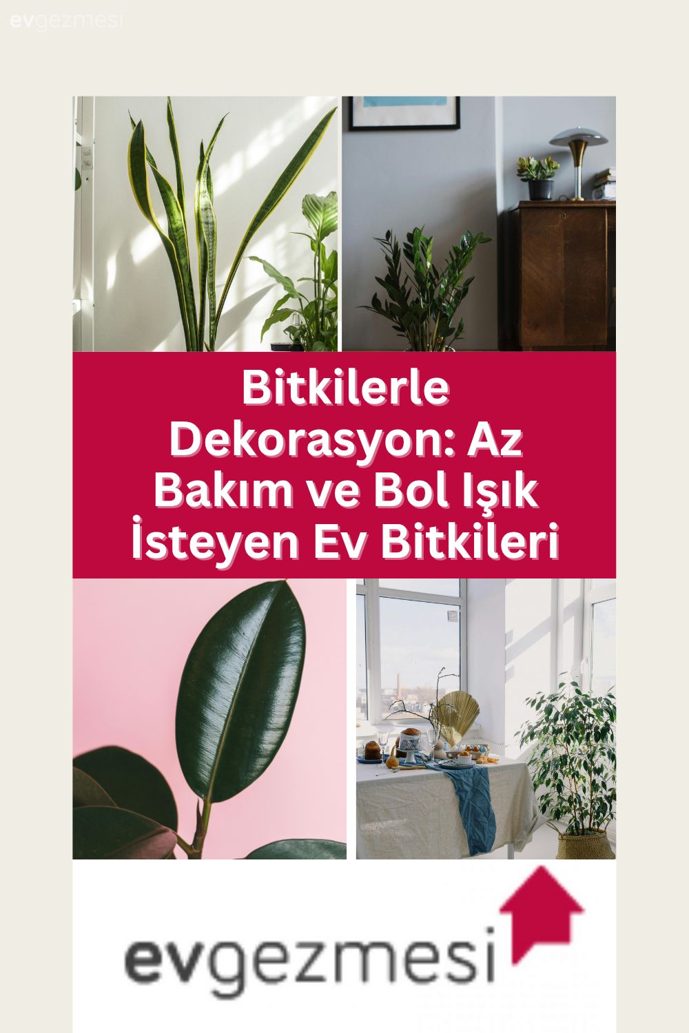 Bitkilerle Dekorasyon: Az Bakım ve Bol Işık İsteyen Ev Bitkileri