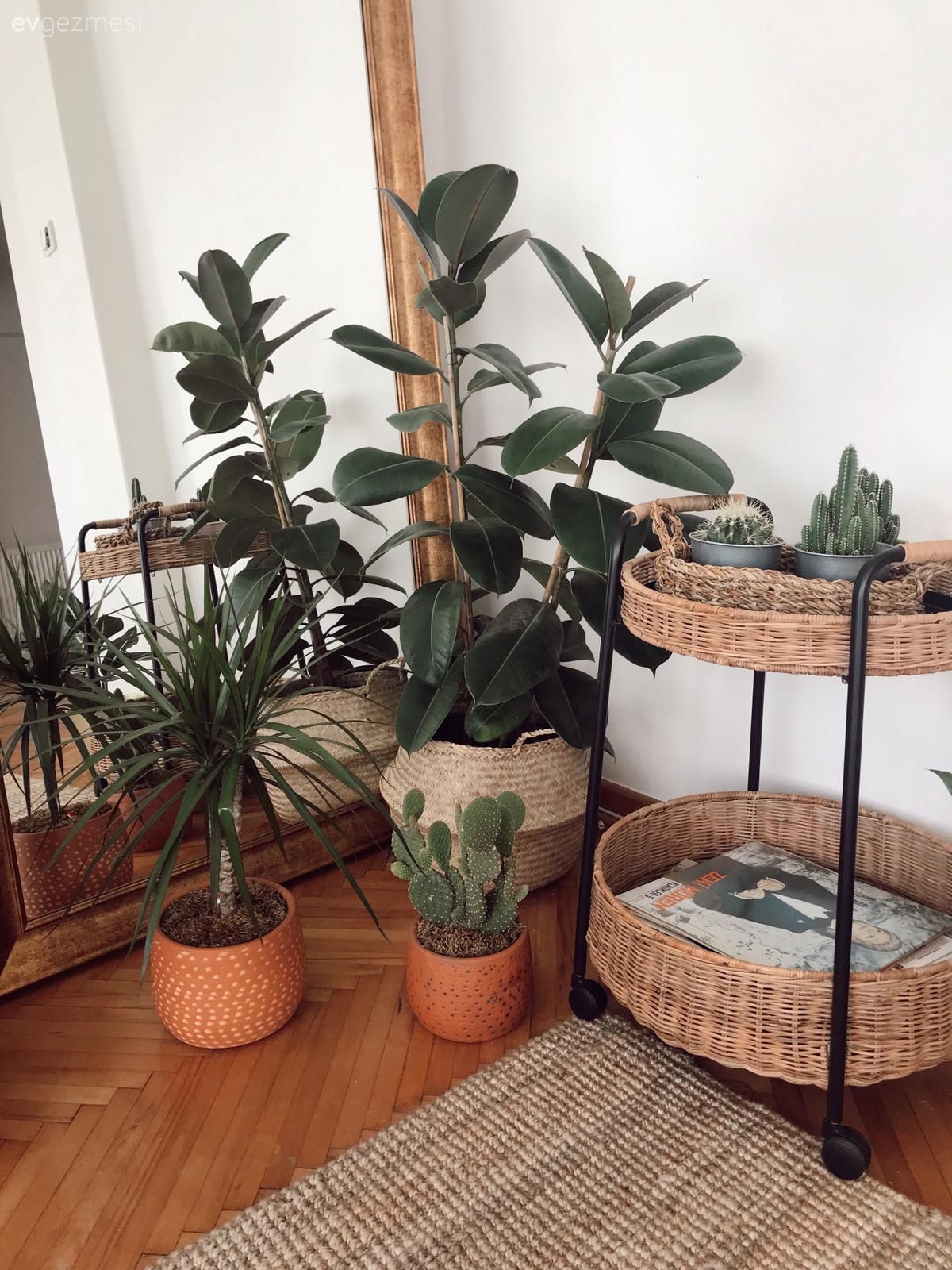 Ev bitkisi, Saksı, Hasır sepet