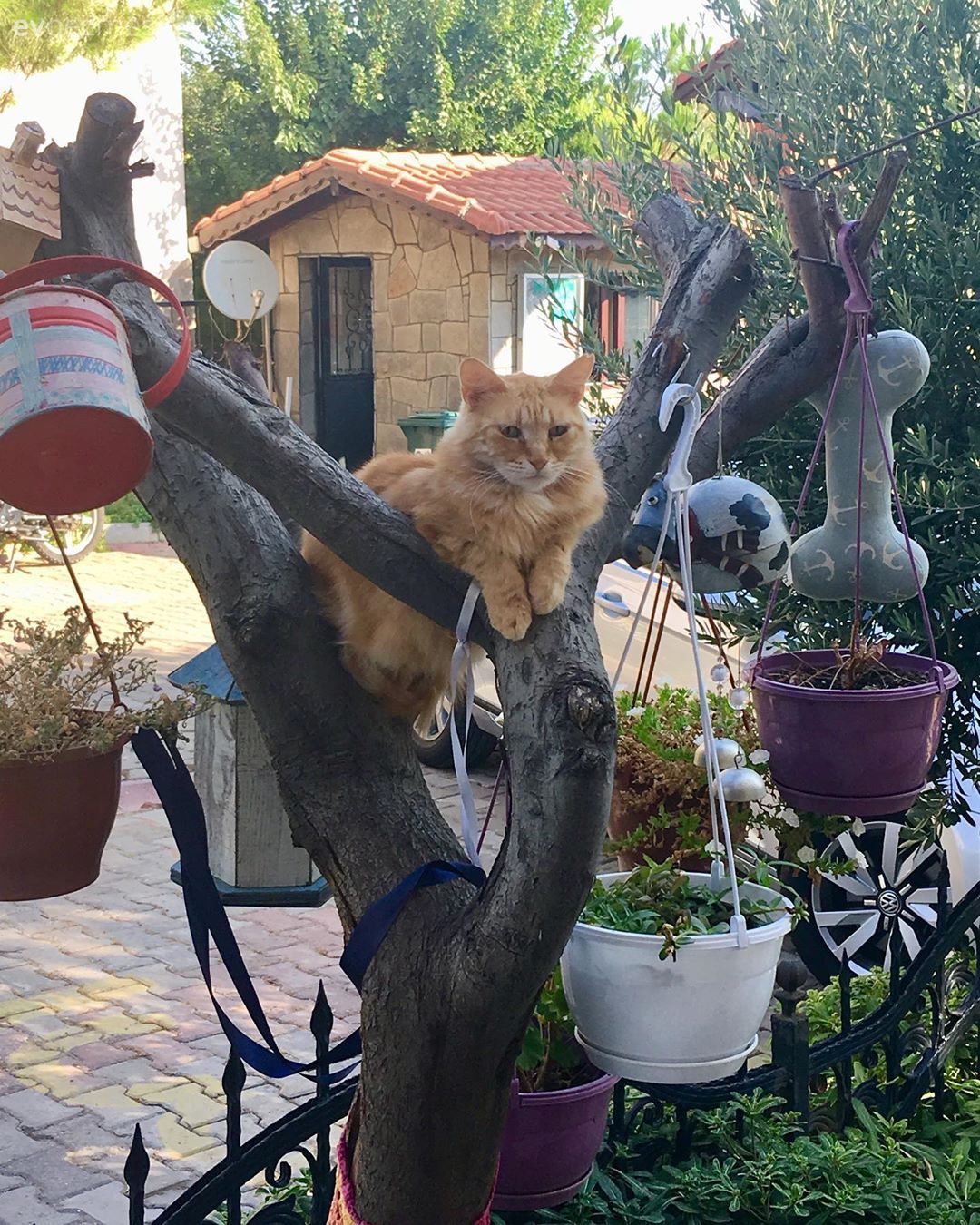 Bahçe, Kendin Yap, Saksı, Çiçekler