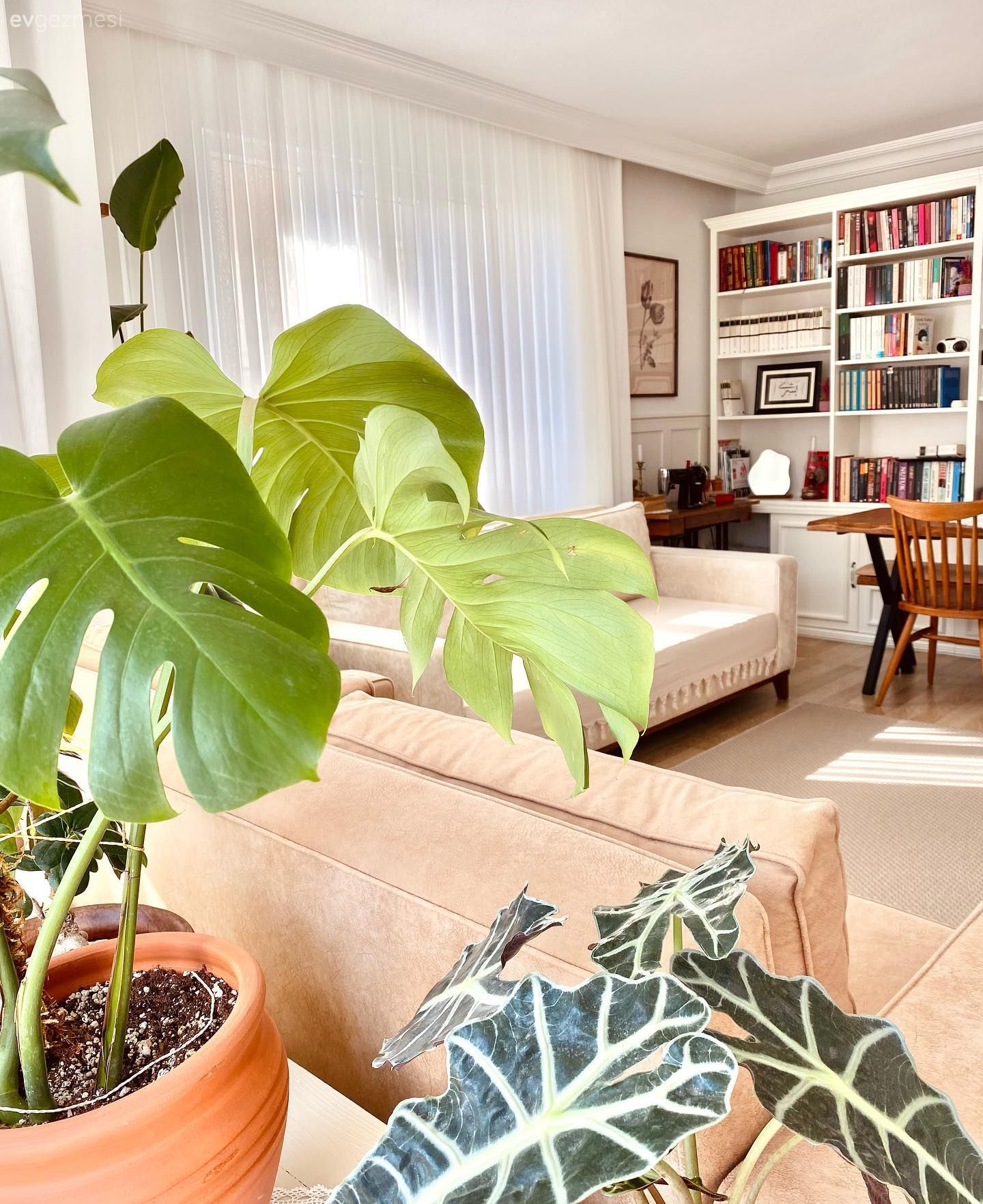 Salon, Modern, Krem, Bej, Koltuk takımı, Kahverengi, Ev bitkisi, Duvar rafı, Duvar dekorasyonu, Halı, Sandalye, Yemek masası, Tül perde, Perde, Kitaplık, Saksı