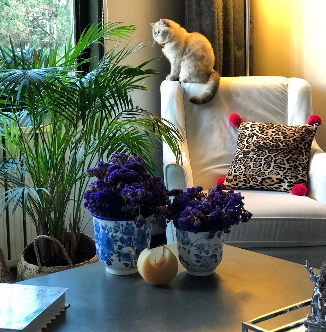 Bu Evin Enerjisine ve Keyfine  Diyecek Yok!