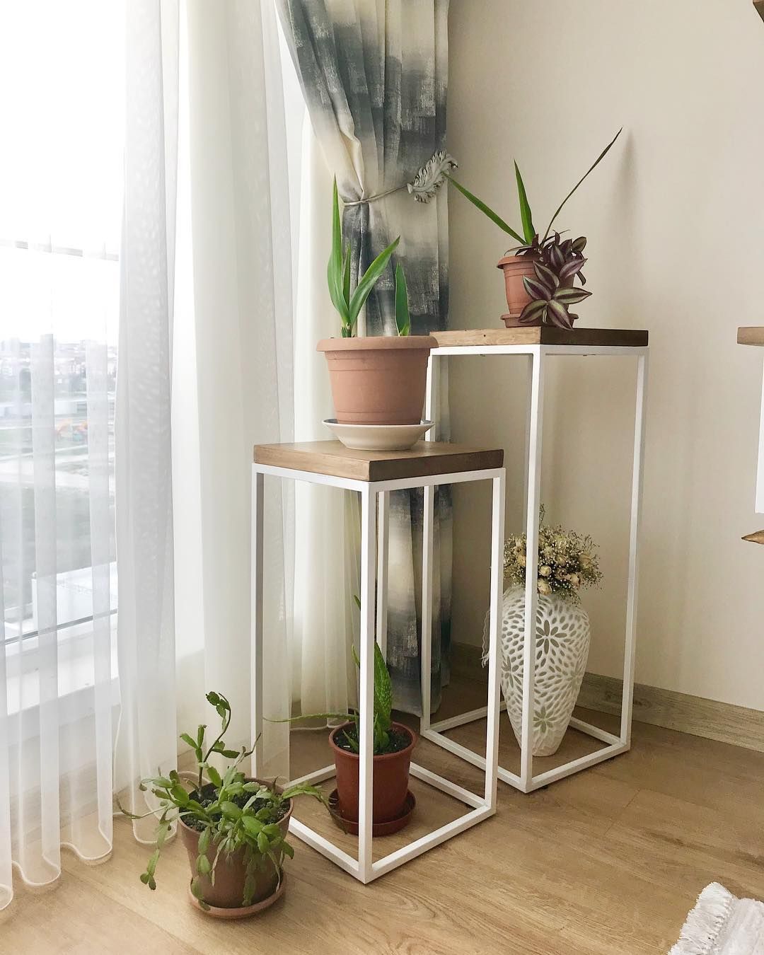 Sehpa, Ev bitkisi, Saksı