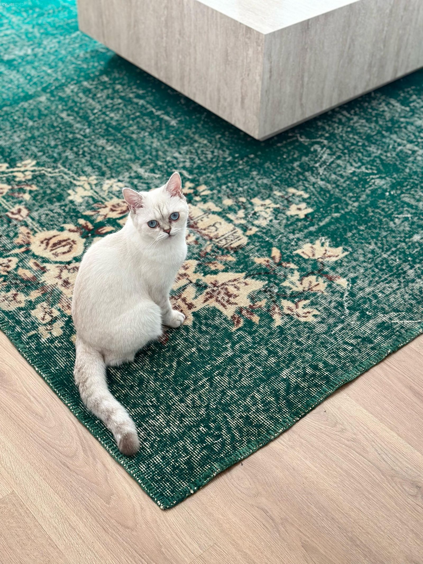 Halı, Orta sehpa, Sehpa, Parke