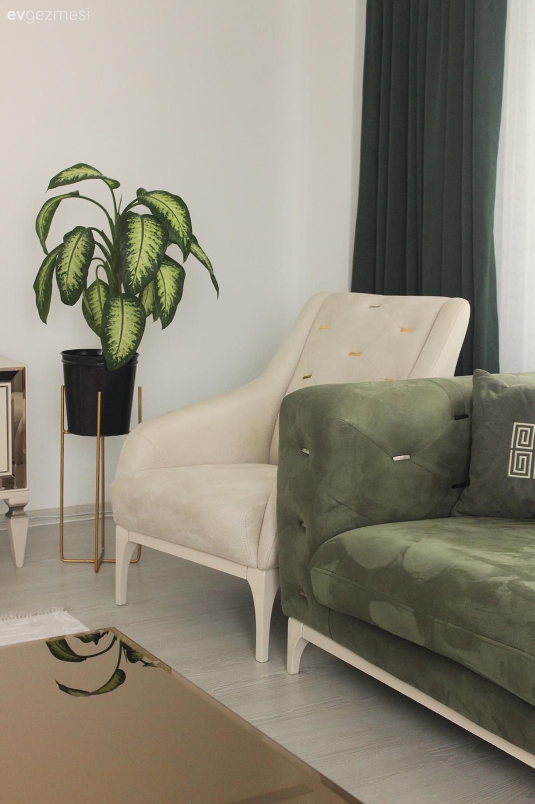 Yeşil, Bej, Beyaz, Çiçeklik, Ev bitkisi, Saksı