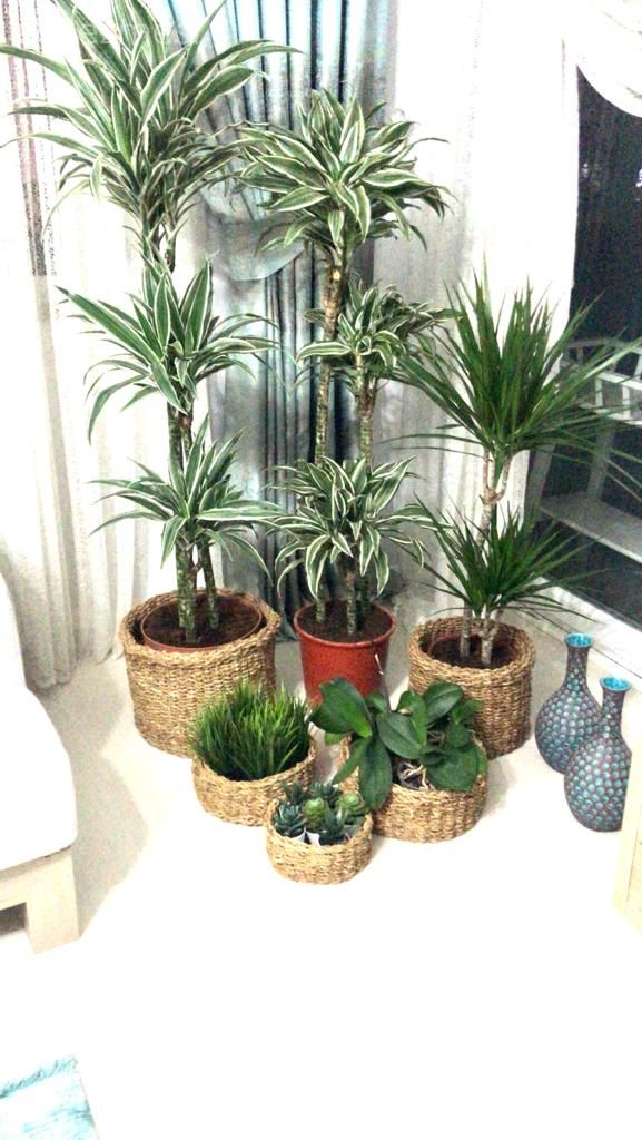 Ev bitkisi, Saksı, Fon perde, Perde, Vazo, Ev Aksesuar, Turkuaz, Beyaz