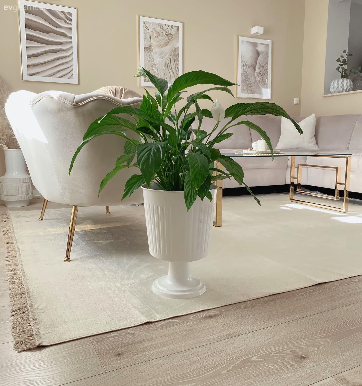 Salon, Modern, Beyaz, Bej, Krem, Koltuk takımı, Tablo, Duvar dekorasyonu, Orta sehpa, Sehpa, Cam orta sehpa, Halı, Salon halısı, Vazo, Ev Aksesuar, Ev bitkisi, Krem duvar, Altın