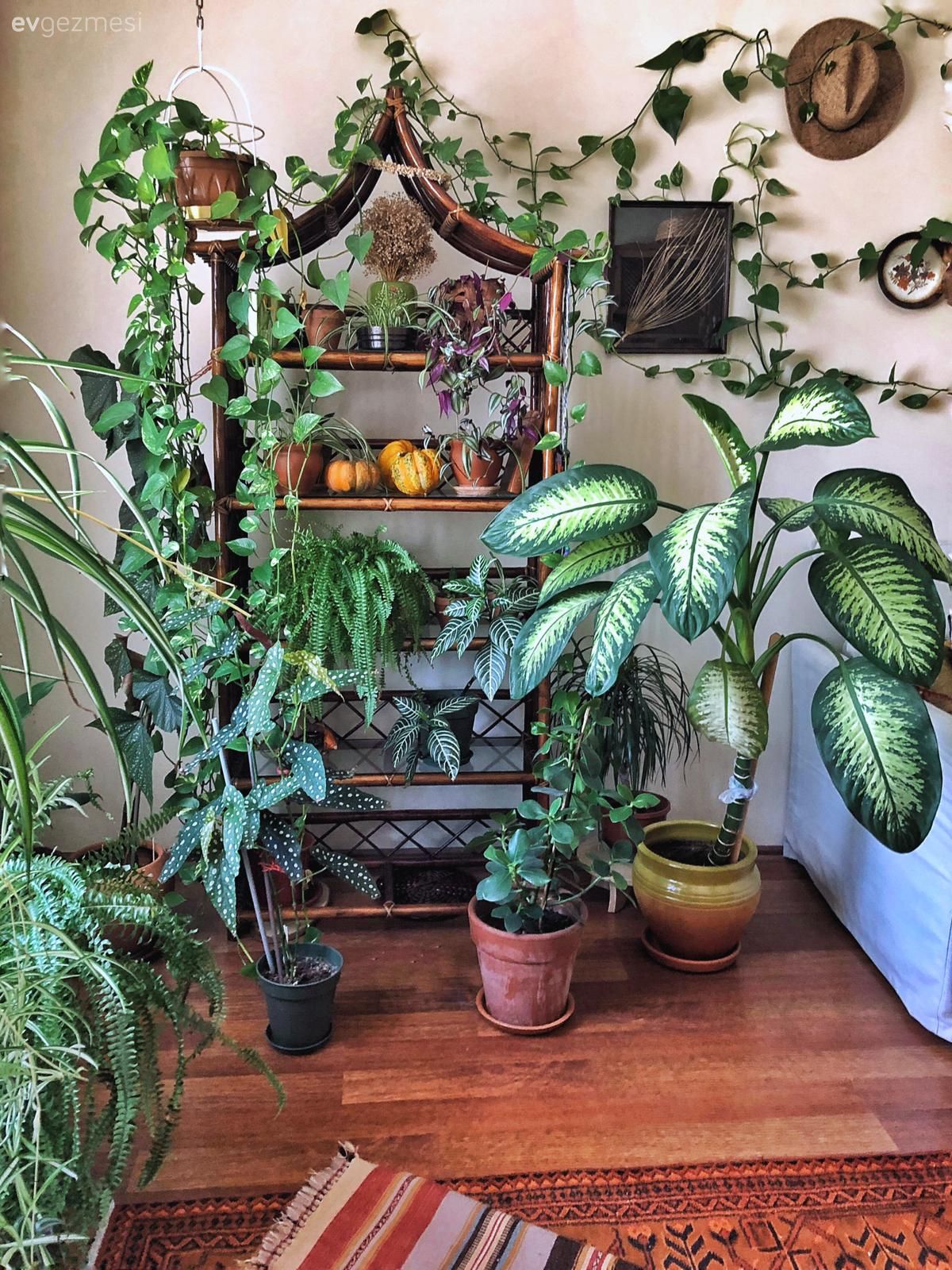 Salon, Bohem Dekorasyon, Eklektik, Ev bitkisi, Saksı, Vitrin, Parke, Halı, Salon halısı