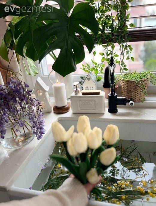 Ev bitkisi, Pencere önü eviye, Eviye 