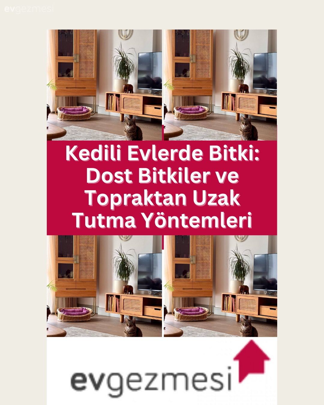 Kedili Evlerde Bitki: Dost Bitkiler ve Topraktan Uzak Tutma Yöntemleri