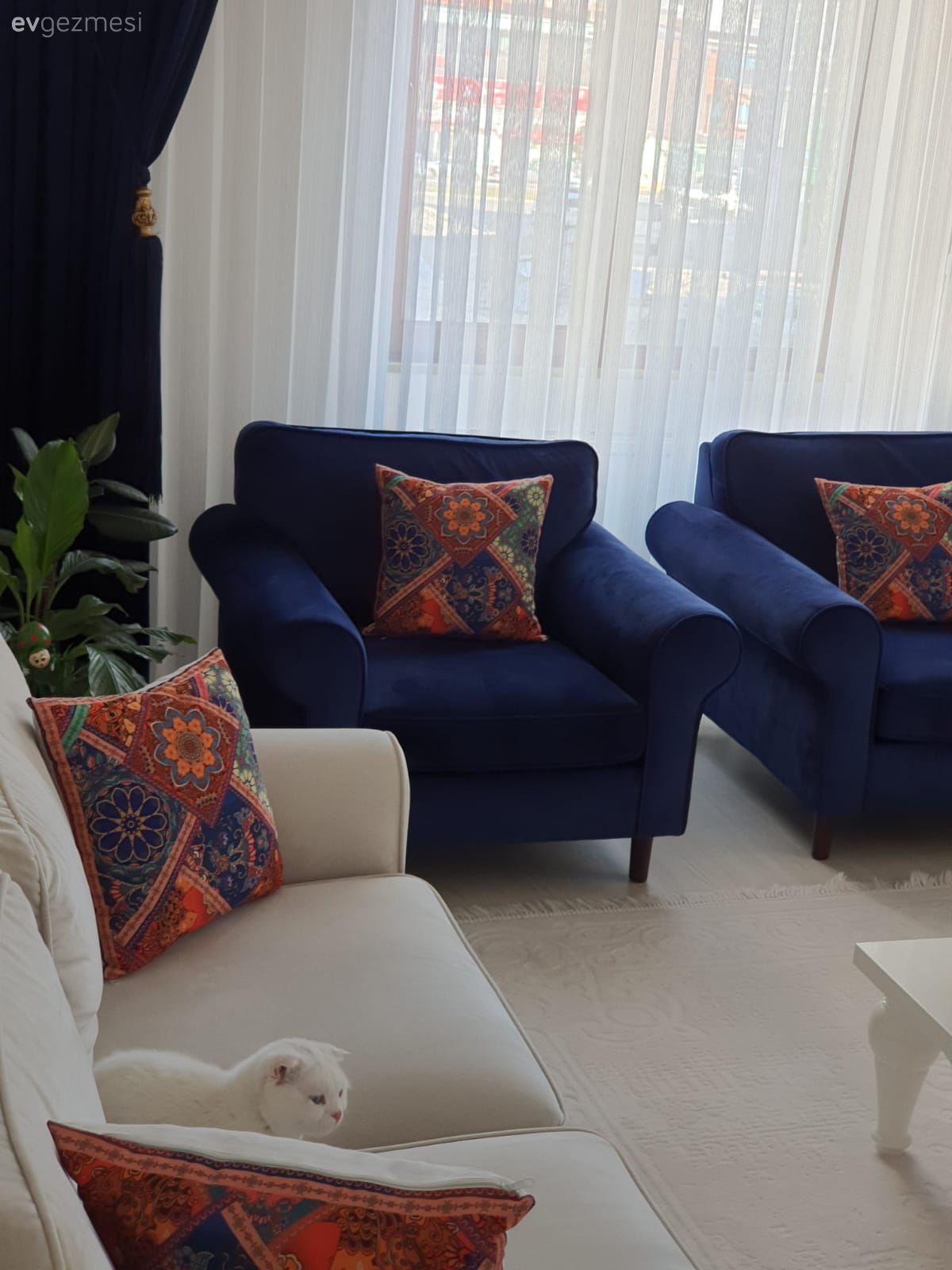 Beyaz, Parlament mavisi, Koltuk takımı, Berjer, Kırlent, Ev tekstili, Fon perde, Perde, Tül perde, Ev bitkisi