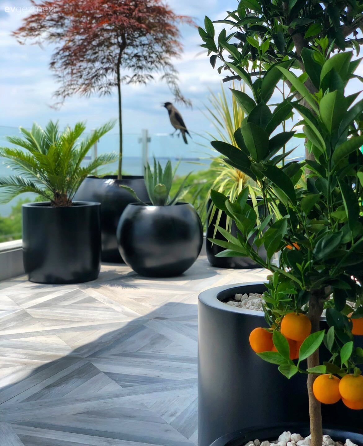 Bahçe, Saksı, Ev bitkisi