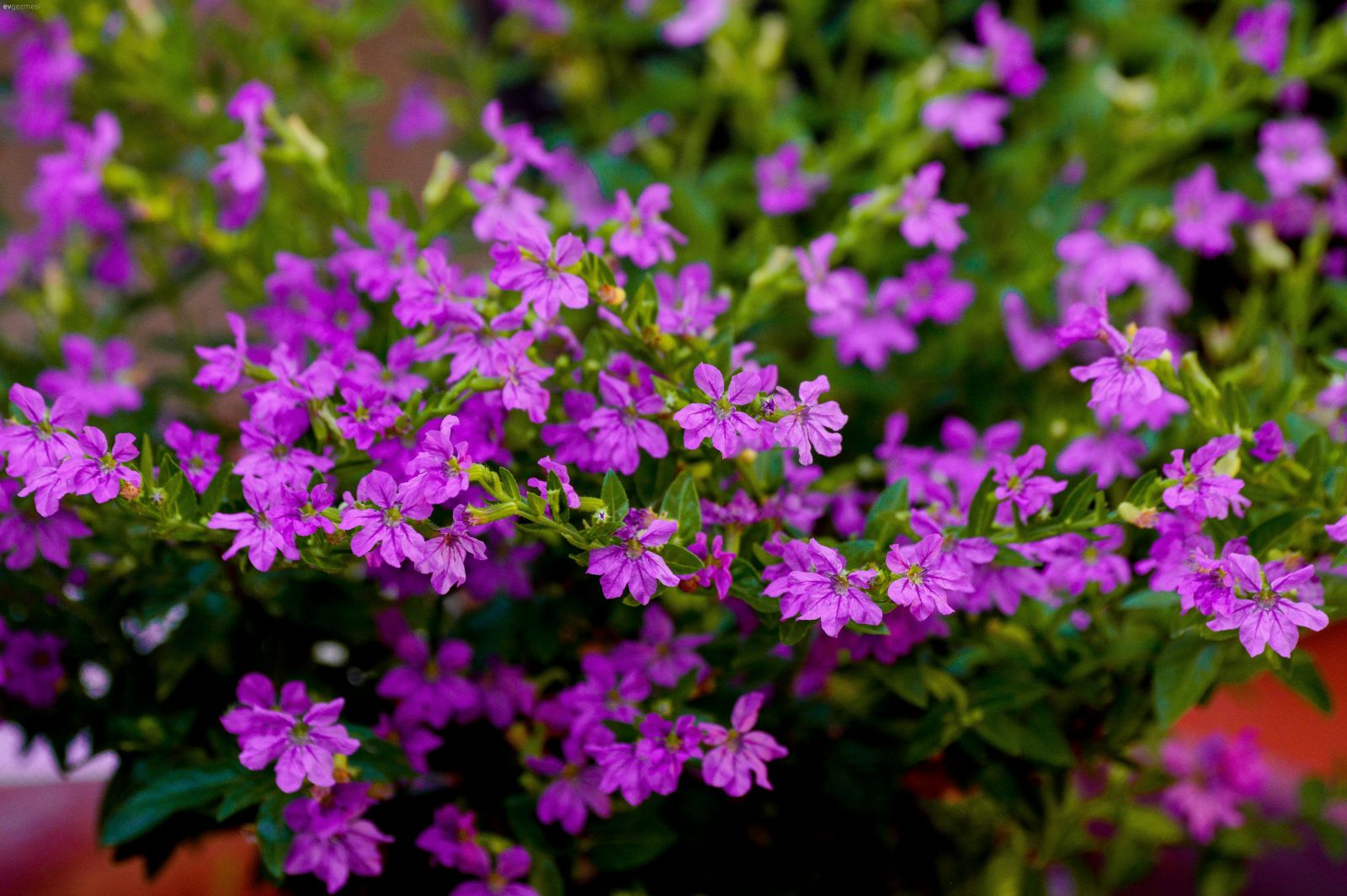 Saksıda Kolayca Yetişen ve Güneşi Az Seven 8 Bitki